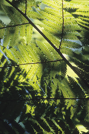 Fern fronds dappled with light