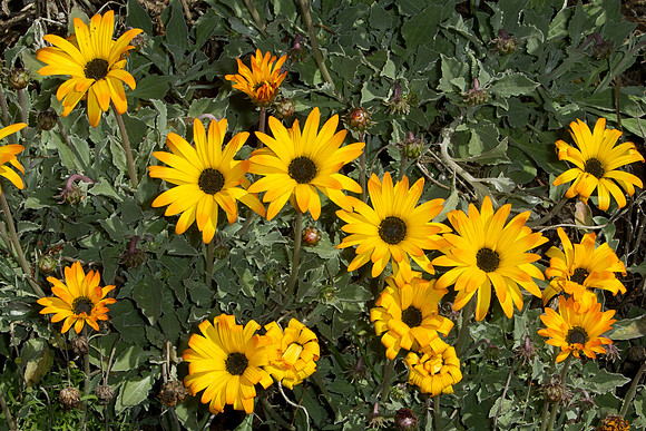 Yellow daisies 1