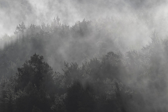 Mist over the beech forest