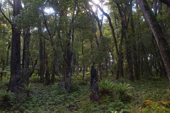 Waitutu Forest 2
