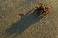 Seaweed Decorator Crab 1