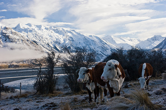 Cattle in the high country