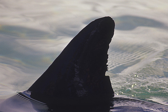 Monkey Mia - Bottlenose Dolphin 5