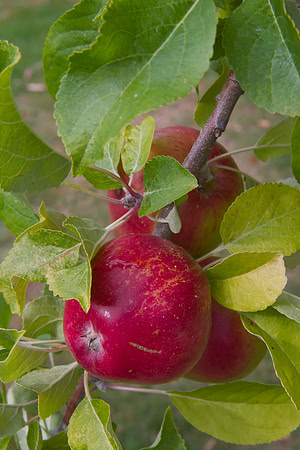 Apples on branch 1