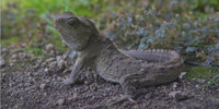 Tuatara 13