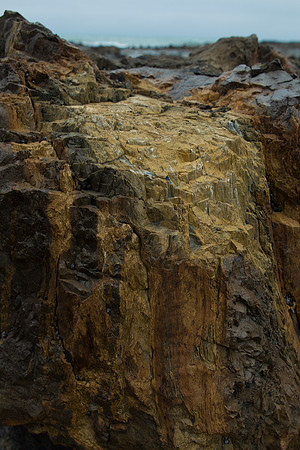 Curio Bay petrified tree stump 2
