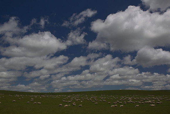 Sheep farming on the Southland Plains 1