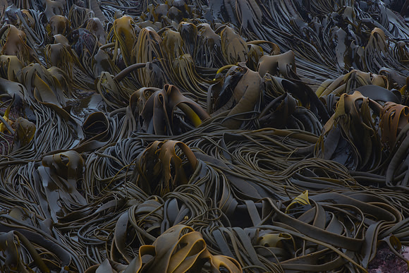 Bull kelp 1