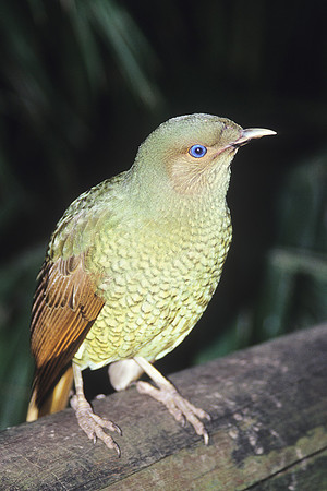 Satin Bowerbird 1