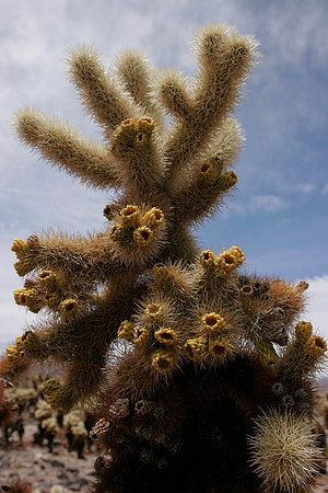 Cuddly Cacti