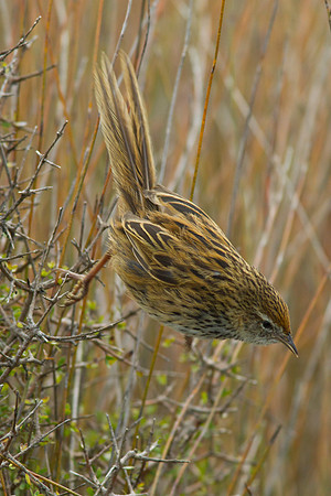 Fernbird 10