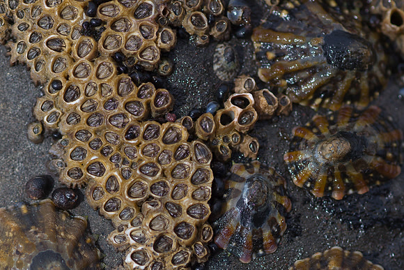 Barnacle 1