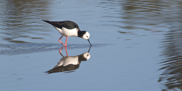 Pied Stilt 4