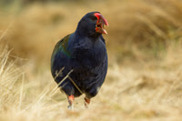 Takahe 15