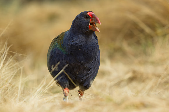Takahe 15