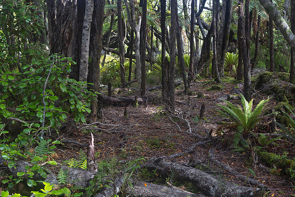 Waitutu Forest 5