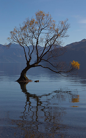 Lone tree of Lake Wanaka 1