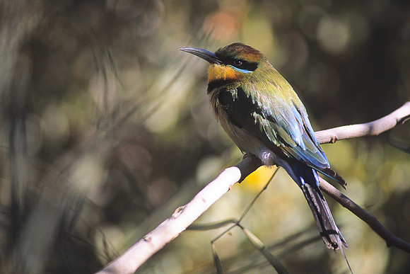 Rainbow Bee-eater 3