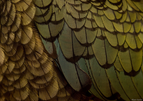 Kea feathers 1
