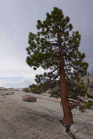 Tree growing in rock at Olmsted Point 1
