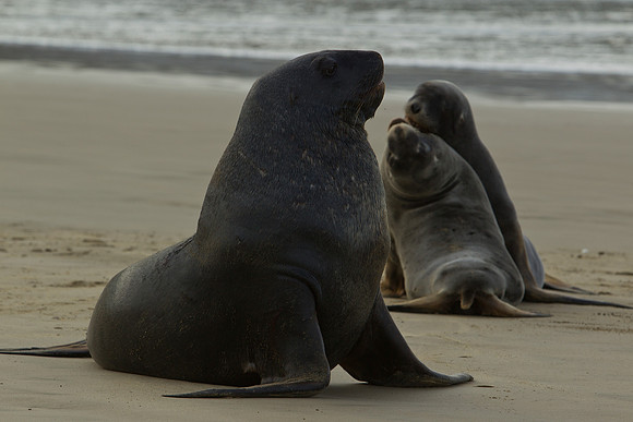 New Zealand Sea Lion 3