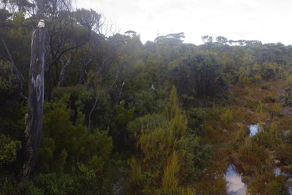 South Coast Track 3