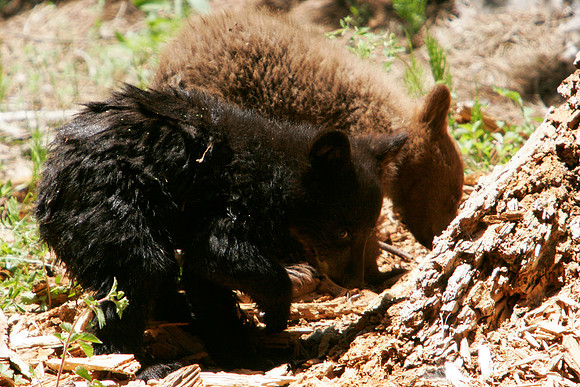 Black bear cubs 1