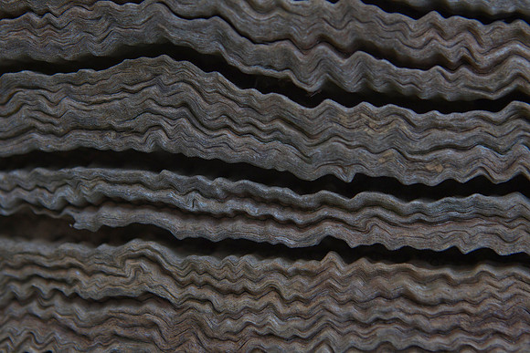 Wood grain