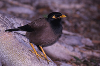 Common Myna 1