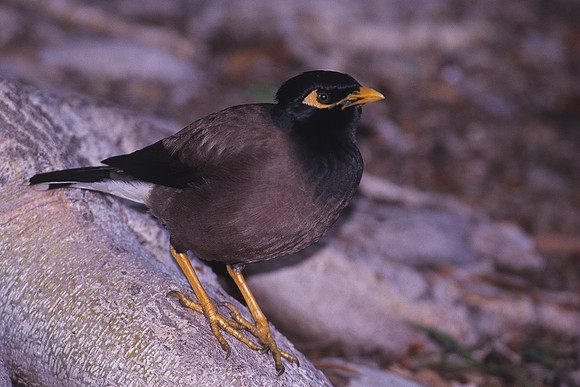 Common Myna 1