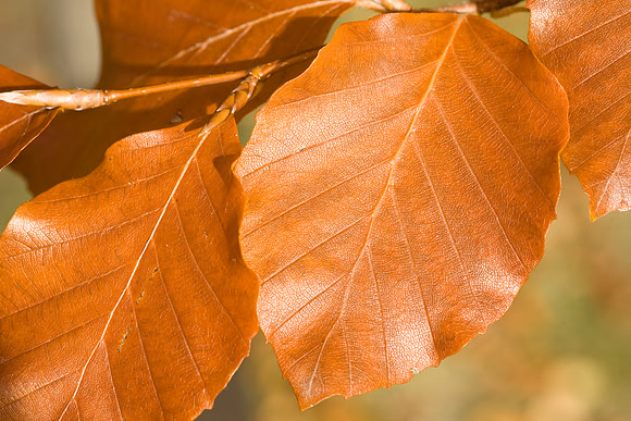 Colours of the autumn leaf