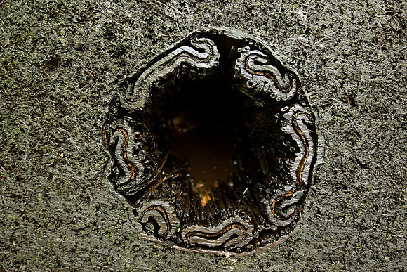 Cross-section of a ponga stem