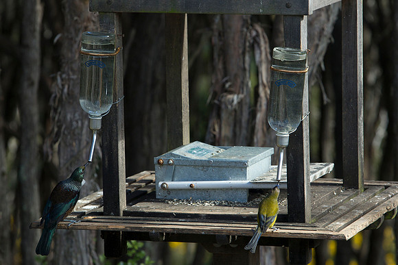 Tui & bellbird feeding
