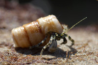 Hermit crab 20