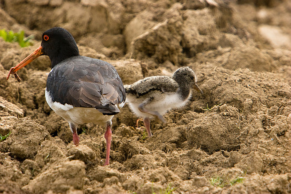 South Island Pied Oystercatcher 1