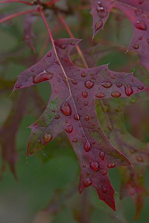 Wet oak leaf 3