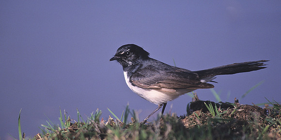 Willie Wagtail 1