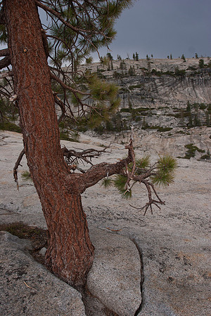 Tree growing in rock at Olmsted Point 2