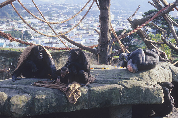 Chimpanzees at Wellington Zoo 2