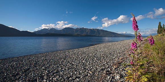 Fox glove by Lake Te Anau