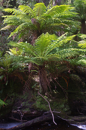 Tree punga 2