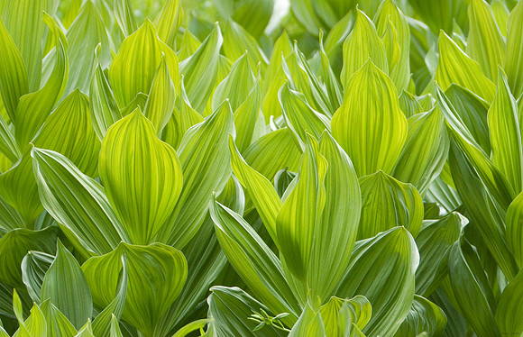 Leaves in the meadow