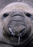 Elephant Seal 1