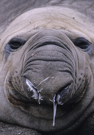 Elephant Seal 1