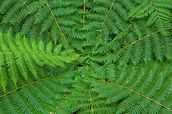 The fronds of the tree fern, Fiordland