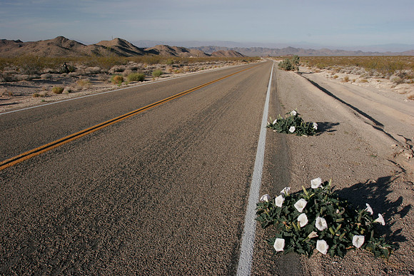 Highway through the Joshua Tree National Park 2
