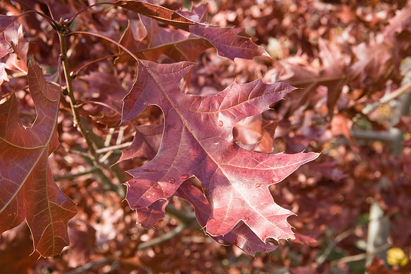 Colours of the autumn leaf