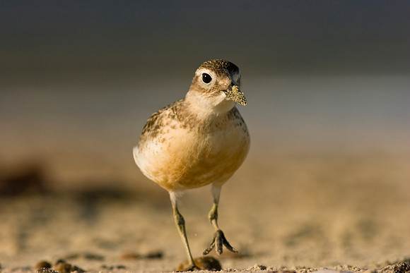 New Zealand Dotteral 1