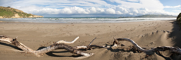 Driftwood on the Waikouaiti Beach 1