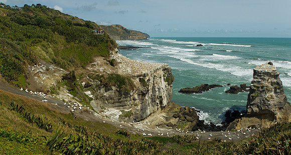 Muriwai gannet colony 2